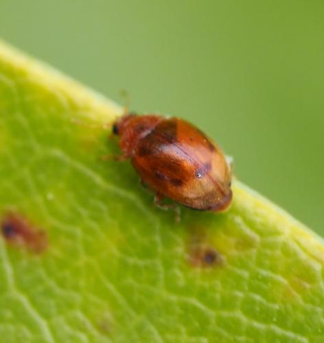 Rhyzobius sp.